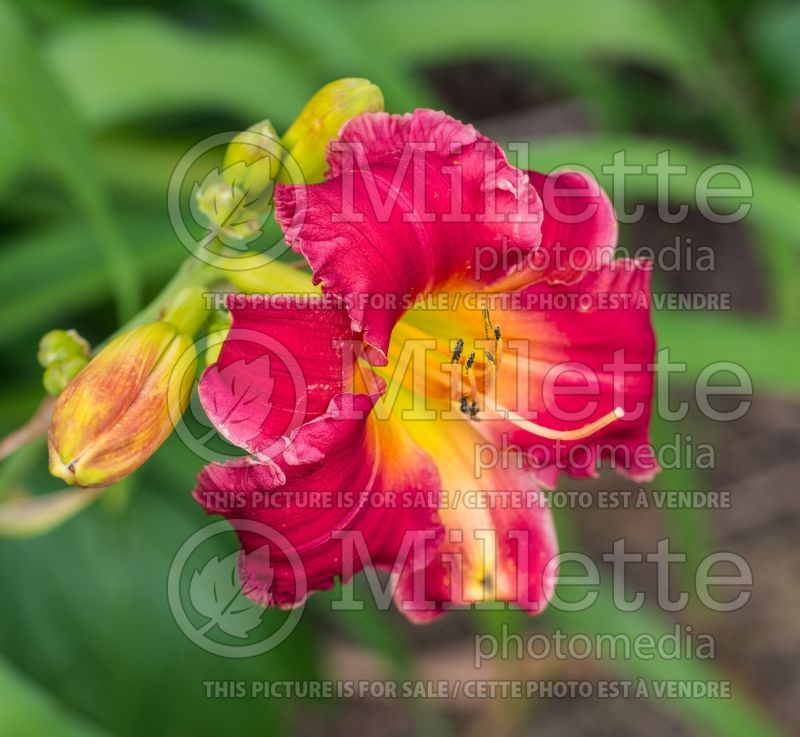 Hemerocallis Earlybird Cardinal aka Endless Heart (Daylily) 4 