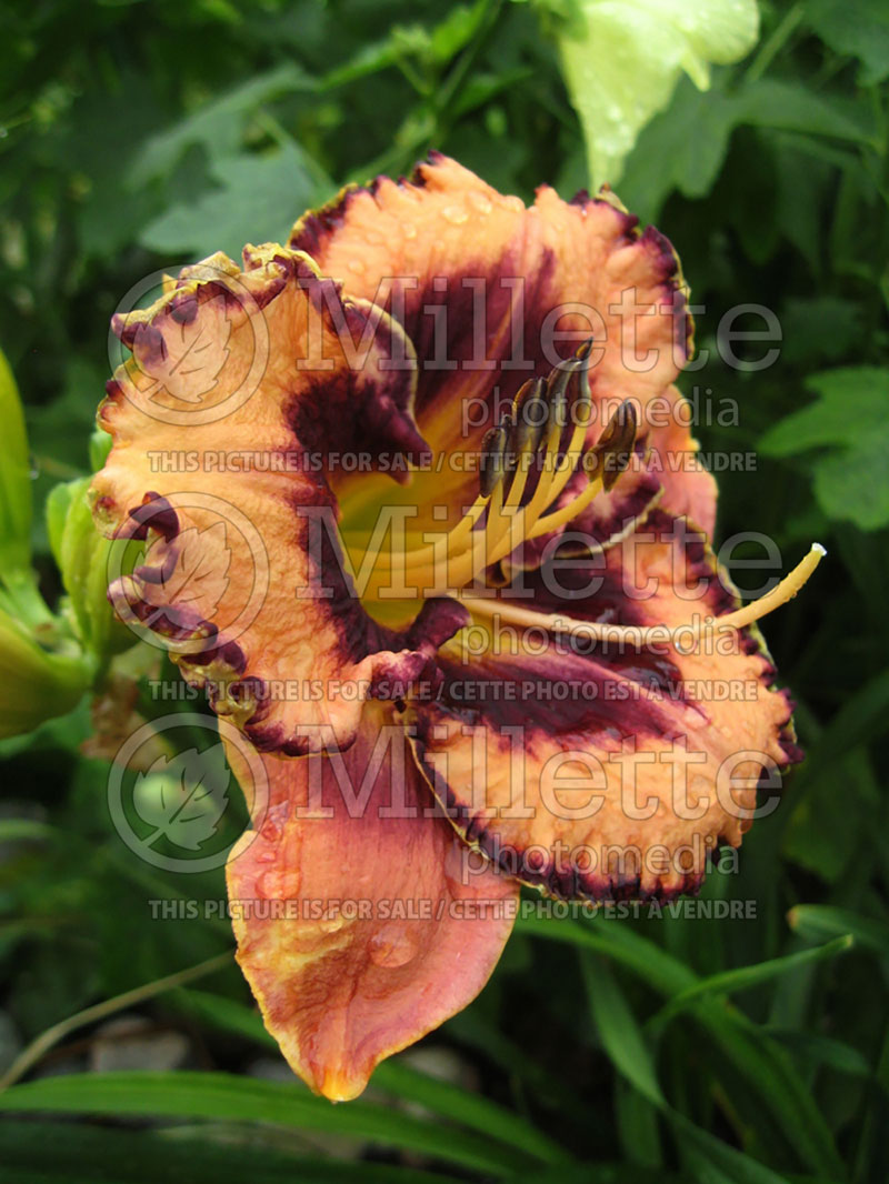 Hemerocallis Edge Of Darkness (Daylily) 1 