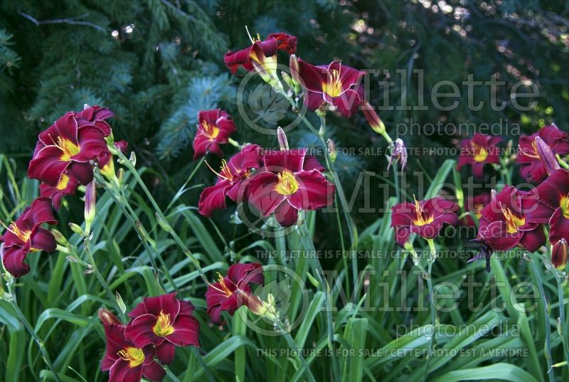 Hemerocallis Ed Murray (Daylily) 2  