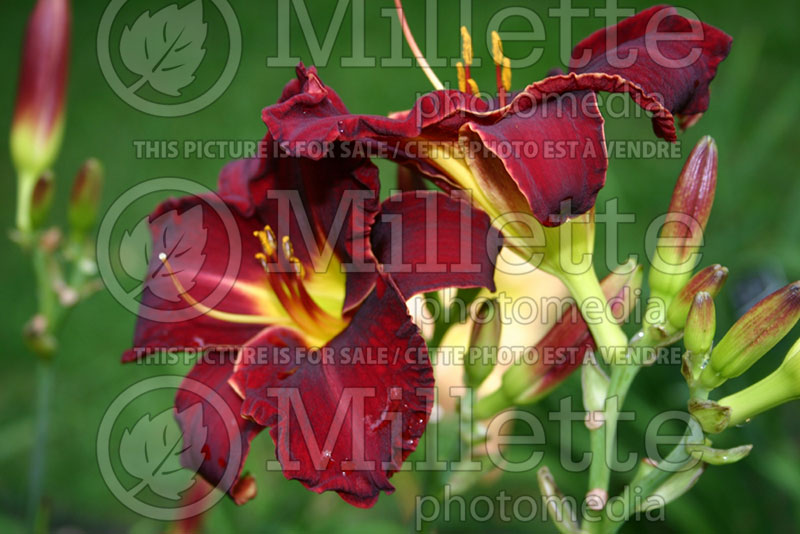 Hemerocallis Ed Murray (Daylily) 1  