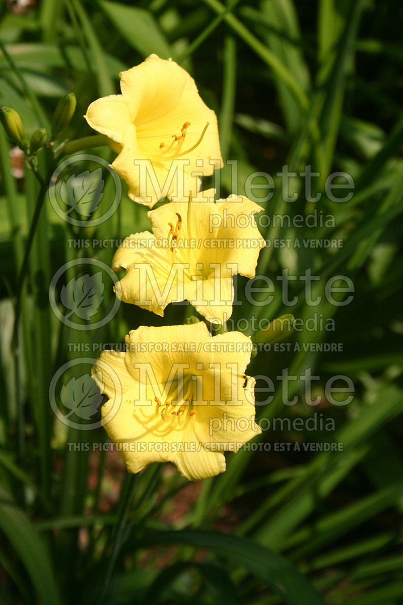 Hemerocallis Eenie Weenie (Daylily) 1