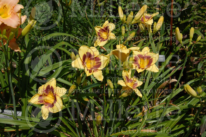 Hemerocallis El Bandito (Daylily) 1 