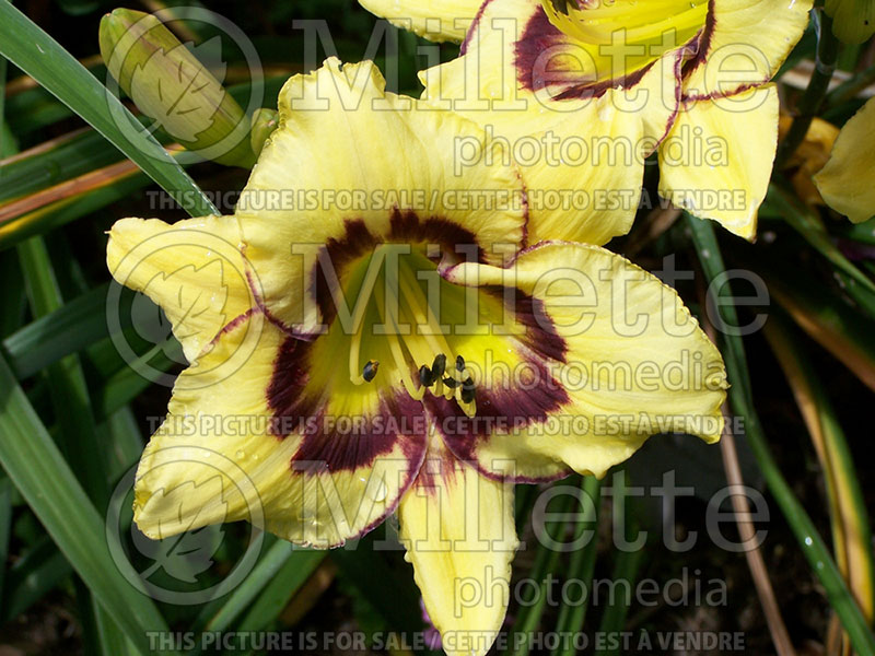 Hemerocallis El Desperado (Daylily) 1