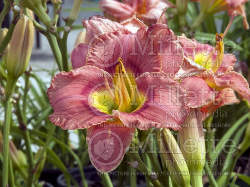 Hemerocallis Elegant Candy (Daylily) 4 