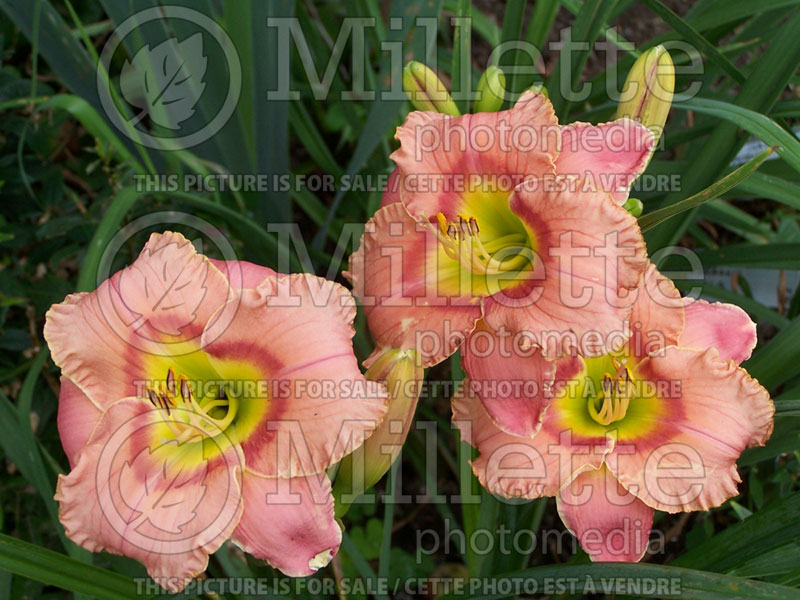 Hemerocallis Elegant Candy (Daylily) 2 