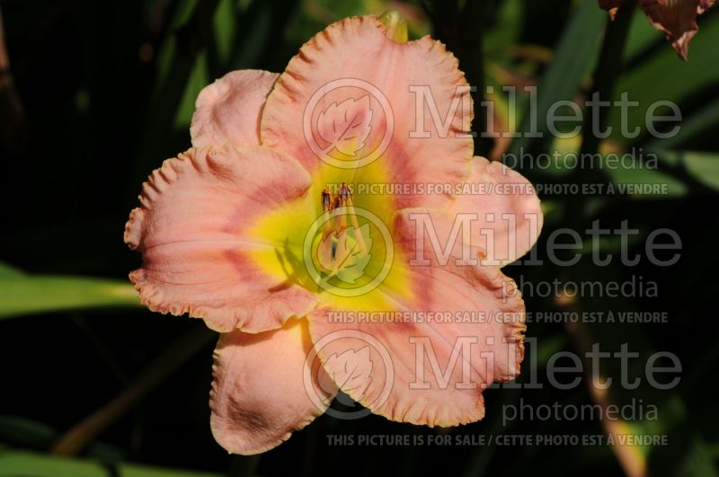 Hemerocallis Elegant Candy (Daylily) 5 