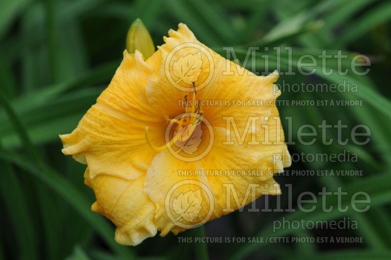 Hemerocallis Elegant Explosion (Daylily) 1 