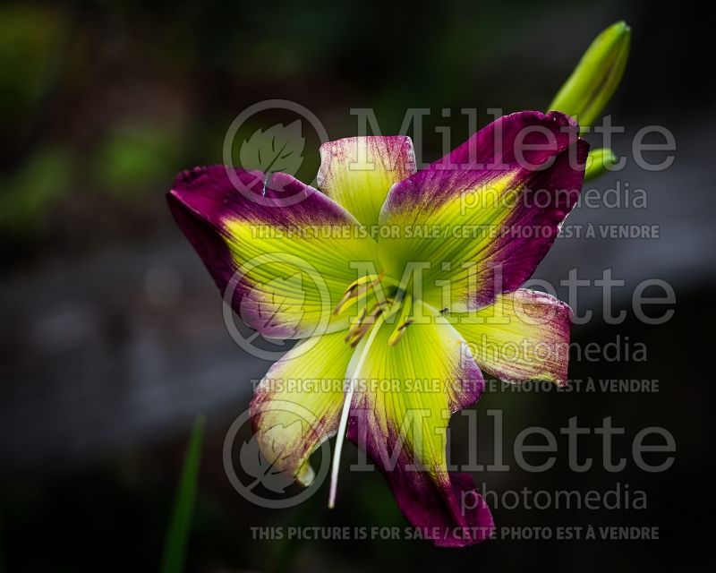 Hemerocallis Emerald Starburst (Daylily) 1 