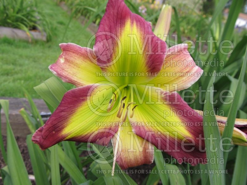 Hemerocallis Emerald Starburst (Daylily) 2 