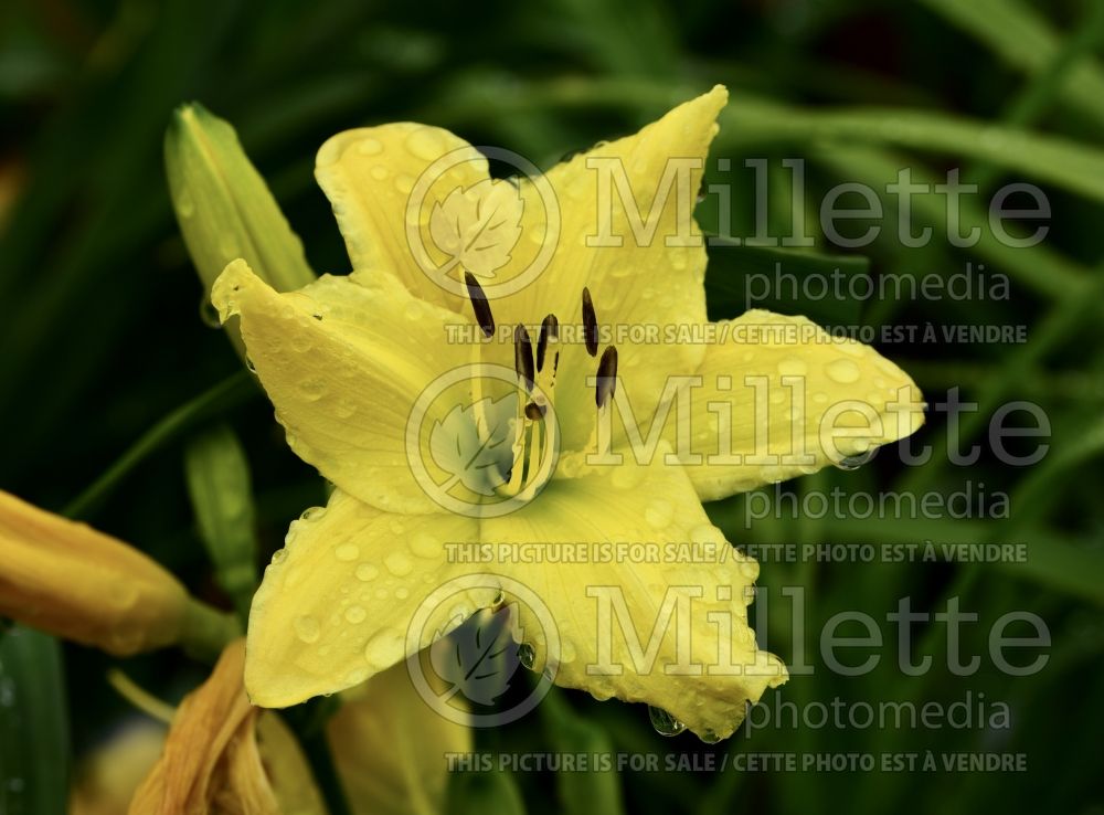 Hemerocallis Endlesslily Yellow (Daylily) 1
