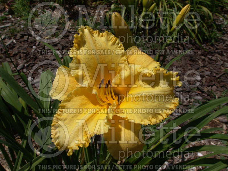 Hemerocallis Erin Lea (Daylily) 1 