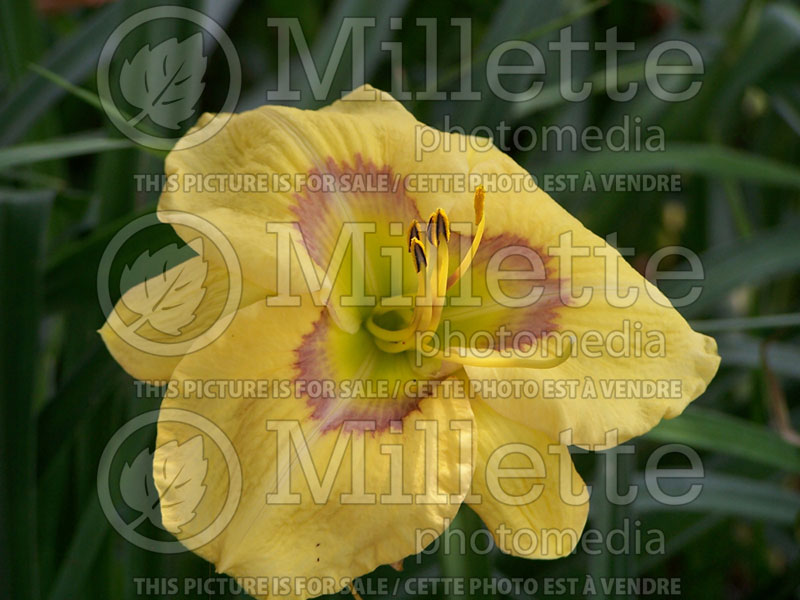 Hemerocallis Etched Eyes (Daylily) 2 