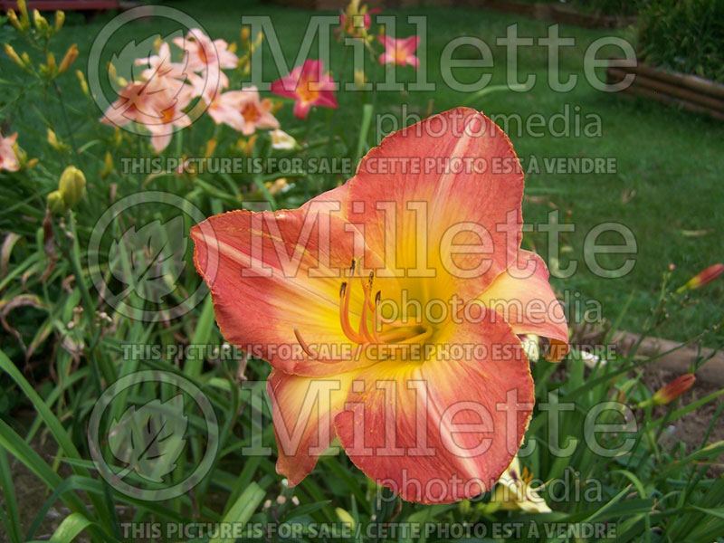 Hemerocallis Etosha (Daylily) 1 