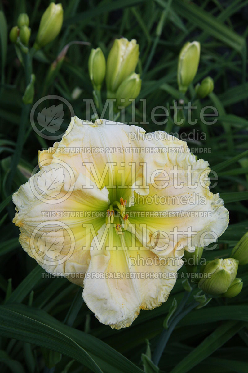 Hemerocallis Evelyn Gates (Daylily) 1  