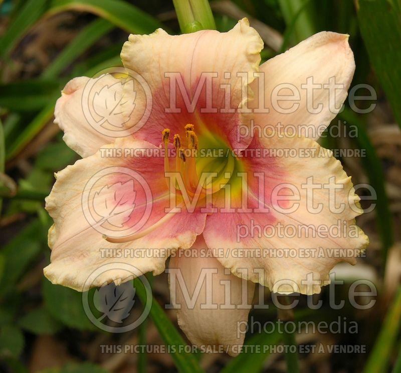 Hemerocallis Exotic Candy (Daylily) 1 