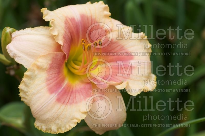 Hemerocallis Exotic Candy (Daylily) 2 