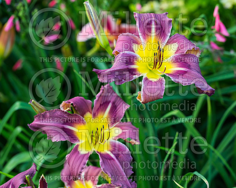 Hemerocallis Exotic Holiday (Daylily) 2 