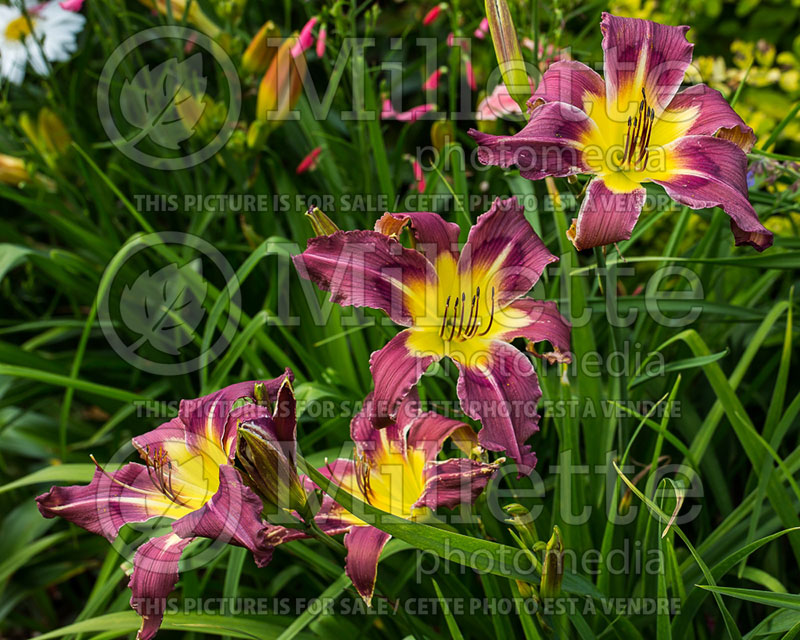 Hemerocallis Exotic Holiday (Daylily) 1 