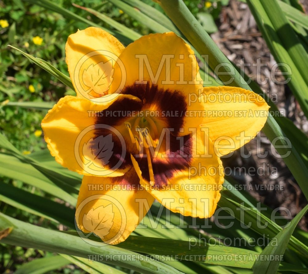 Hemerocallis Exotic Love (Daylily) 2 