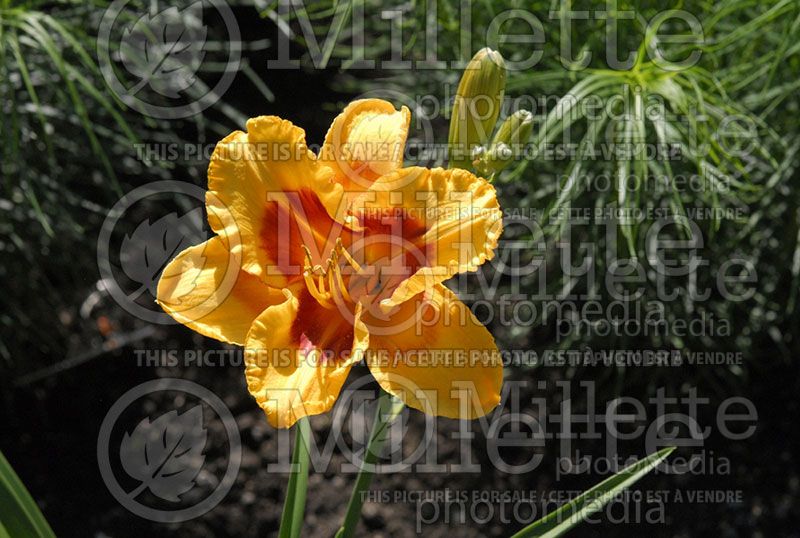 Hemerocallis Exploded Pumpkin (Daylily)  1