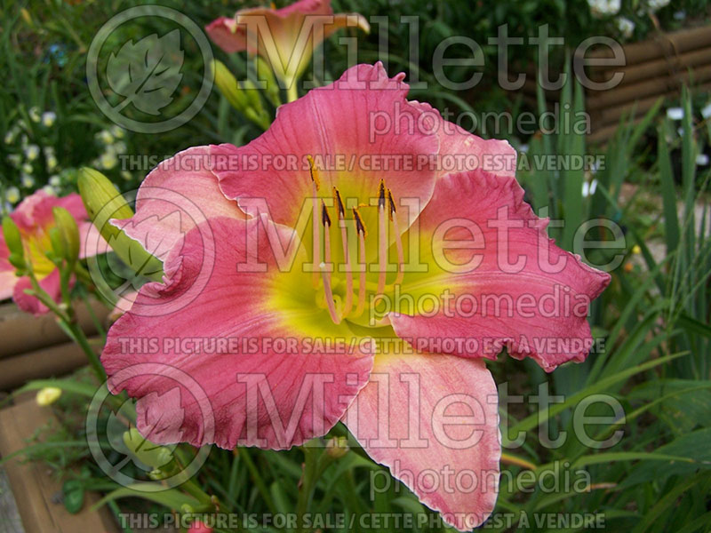 Hemerocallis Final Touch (Daylily) 1