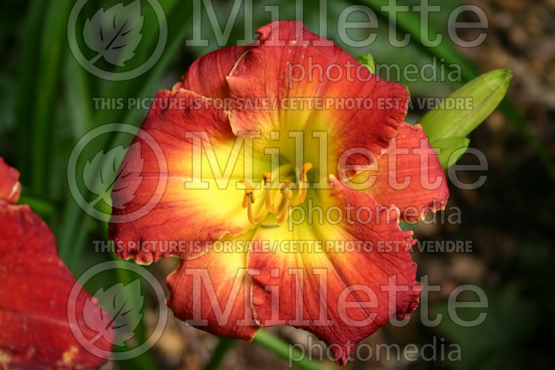 Hemerocallis Fire Dragon (Daylily) 1