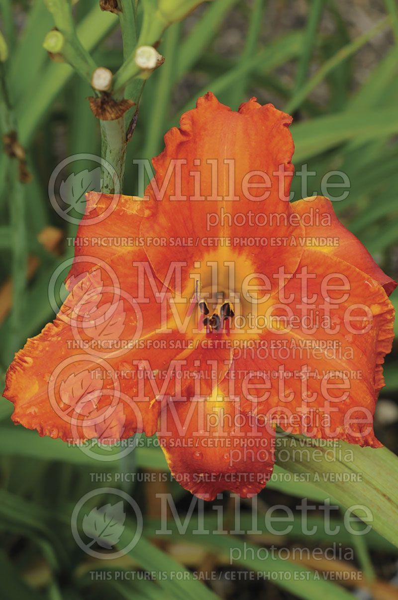 Hemerocallis Fire King (Daylily) 1