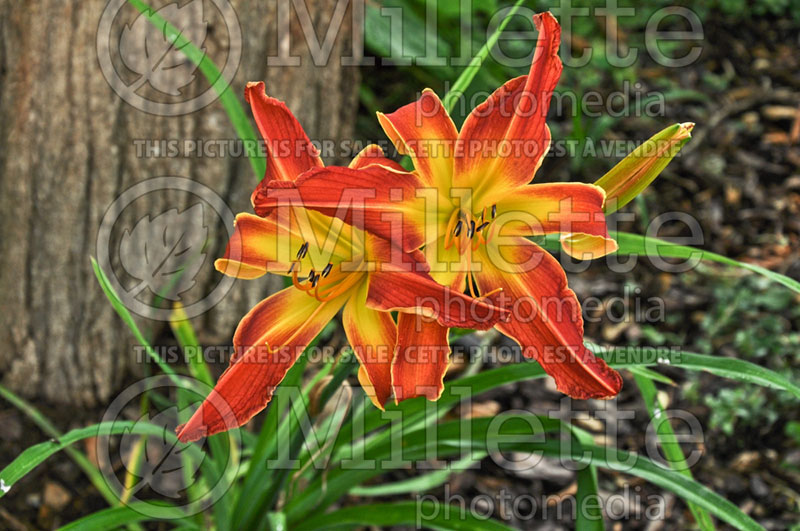 Hemerocallis Fireworks Exploding (Daylily) 1 