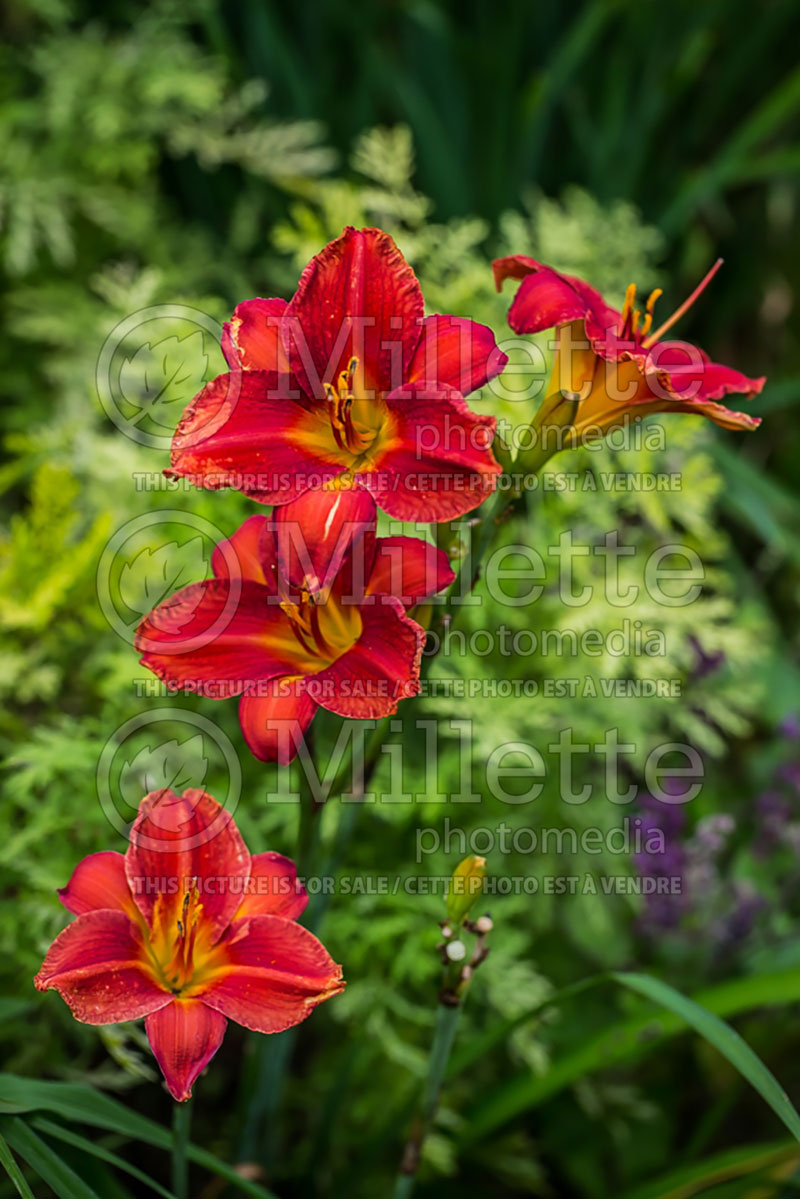 Hemerocallis Flaming Poppa (Daylily) 1 