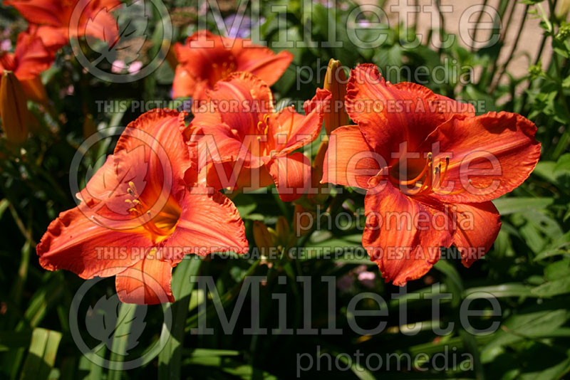 Hemerocallis Flaming Wildfire (Daylily) 1  