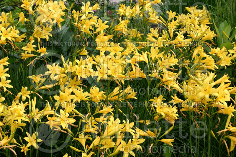 Hemerocallis flava (Daylily) 1 