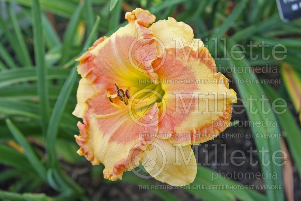 Hemerocallis Flight into Egypt (Daylily) 1