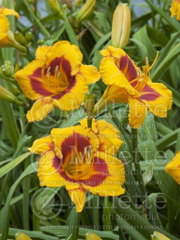 Hemerocallis Fooled Me (Daylily) 2 