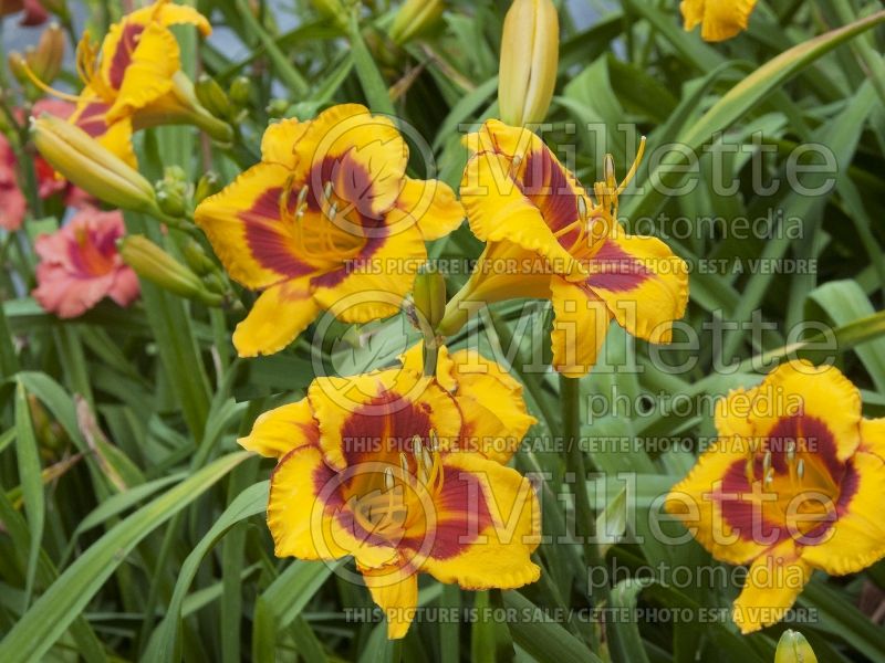 Hemerocallis Fooled Me (Daylily) 3 