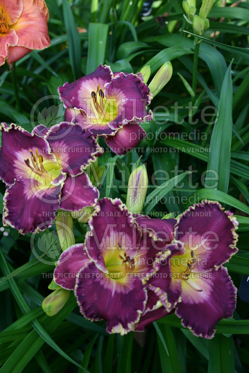 Hemerocallis Forbidden Desires (Daylily) 1 