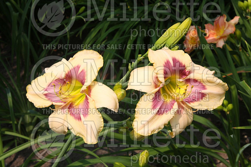 Hemerocallis Forever Island (Daylily) 1 