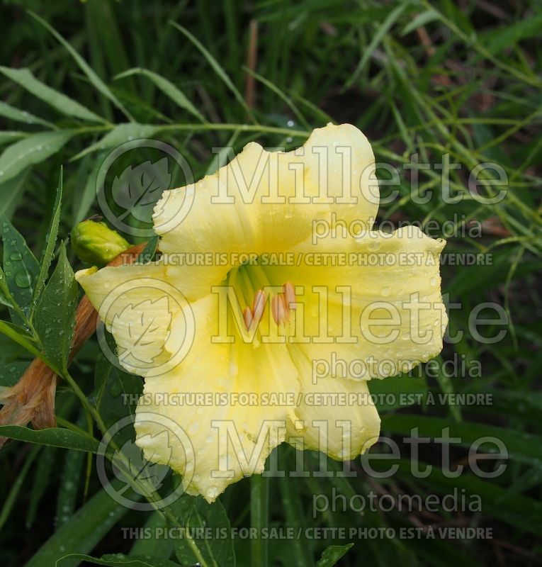 Hemerocallis Fragrant Returns (Daylily) 1 