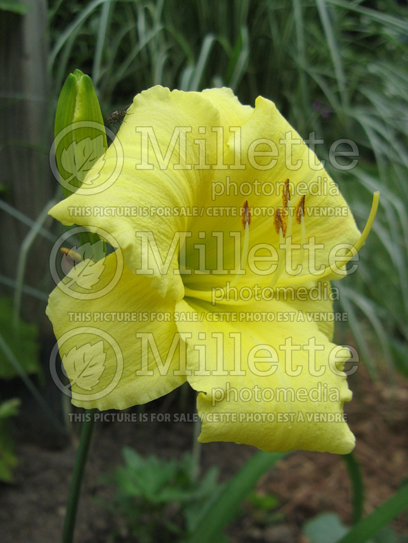 Hemerocallis Fragrant Treasure (Daylily) 1 