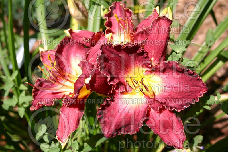 Hemerocallis Francis of Assisi (Daylily) 1