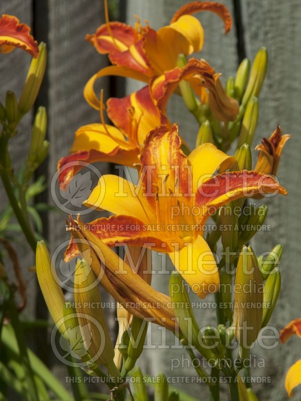 Hemerocallis Frans Hals (Daylily) 5 