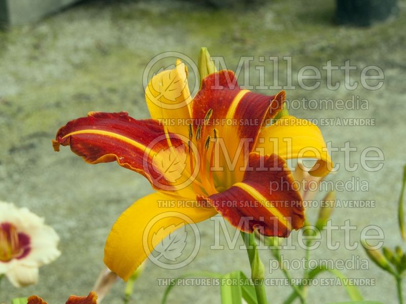 Hemerocallis Frans Hals (Daylily) 6 