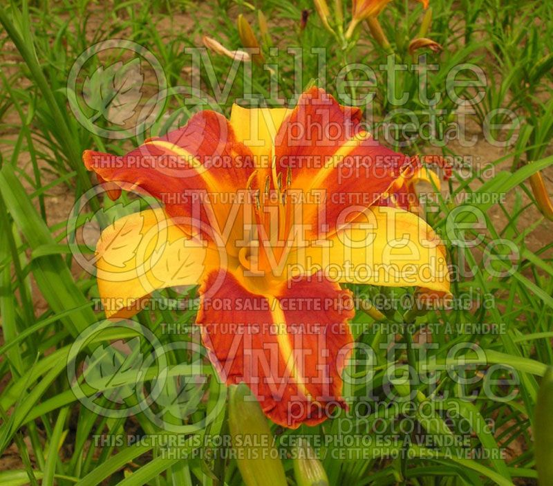 Hemerocallis Frans Hals (Daylily)  3