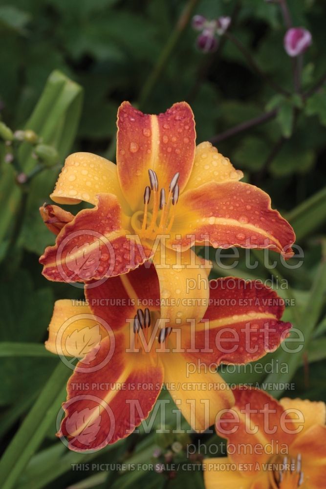 Hemerocallis Frans Hals (Daylily)  2