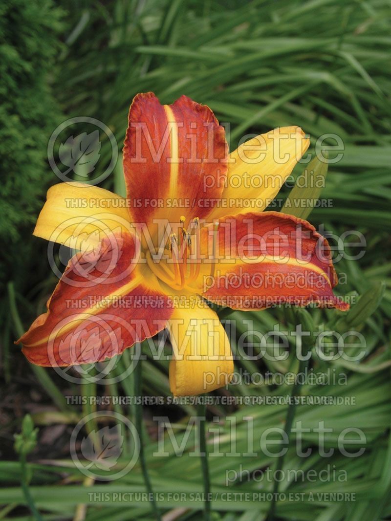 Hemerocallis Frans Hals (Daylily)  1