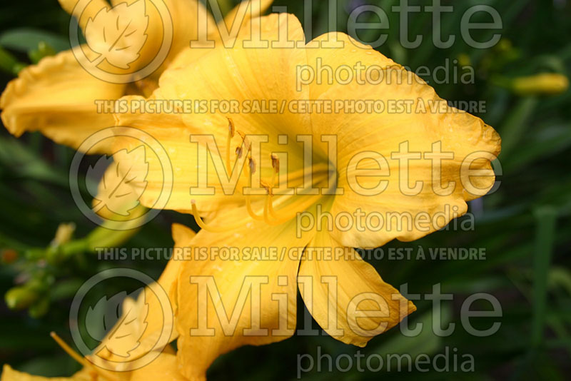 Hemerocallis Full Reward (Daylily) 1