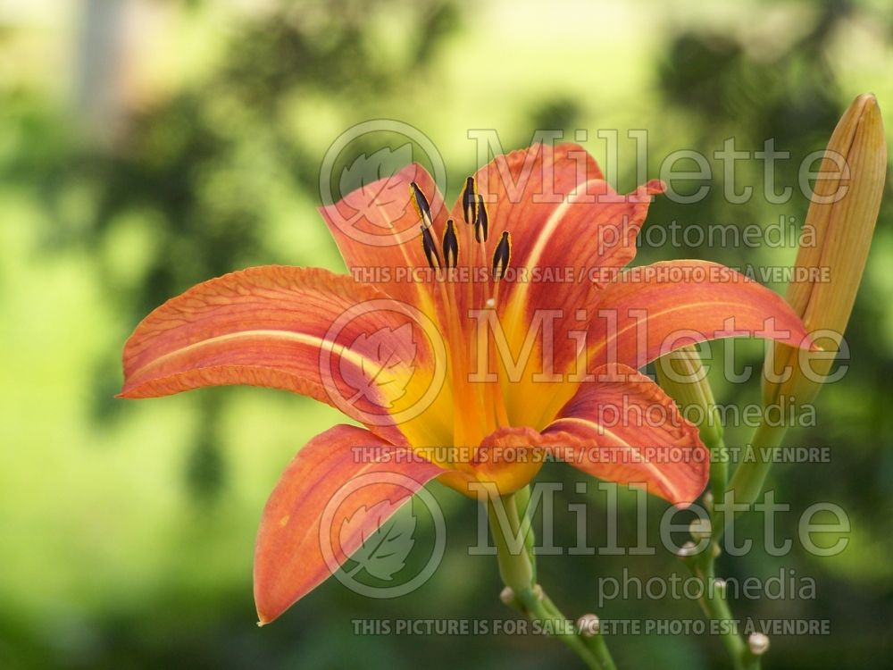 Hemerocallis fulva (Daylily) 1  