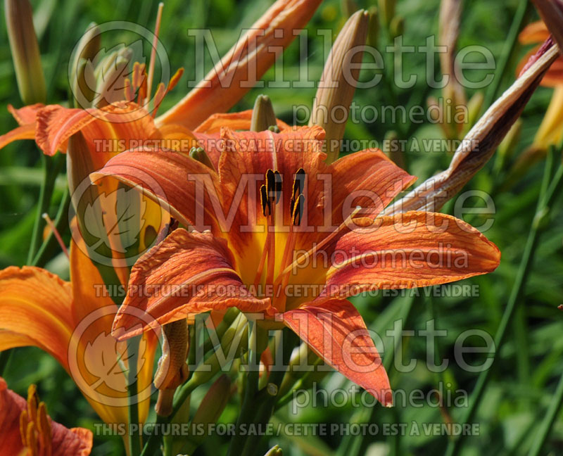 Hemerocallis fulva (Daylily) 4 