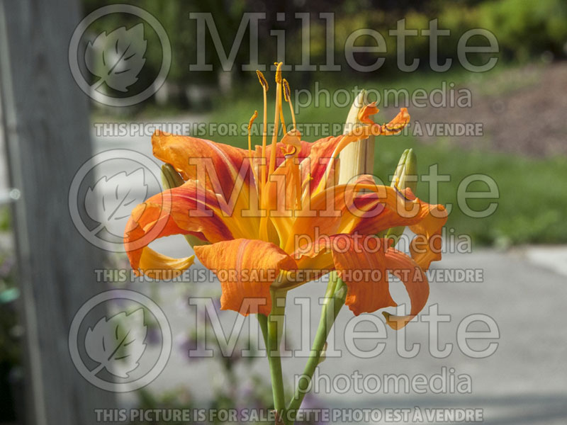 Hemerocallis Kwanso (Daylily) 2 