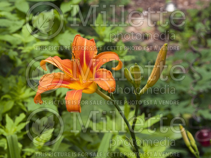 Hemerocallis fulva (Daylily) 6 