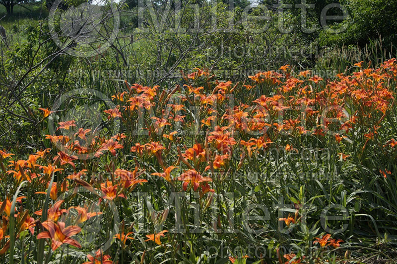 Hemerocallis fulva (Daylily) 2 